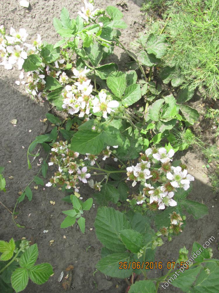 Цвет малины Кумберленд