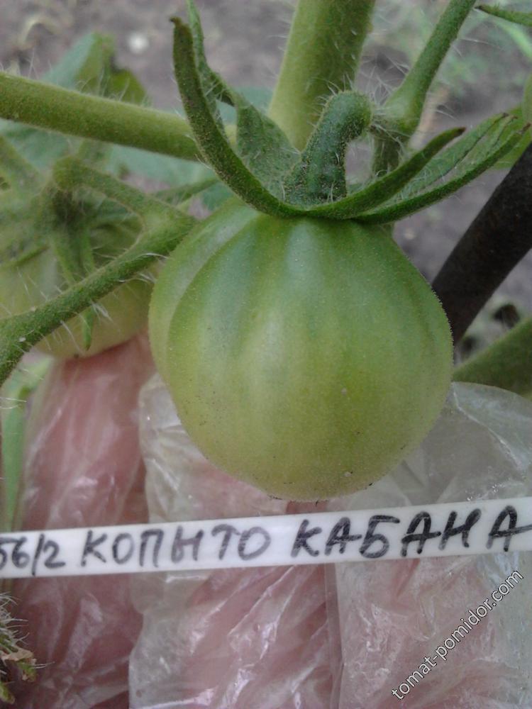 Копыто кабана