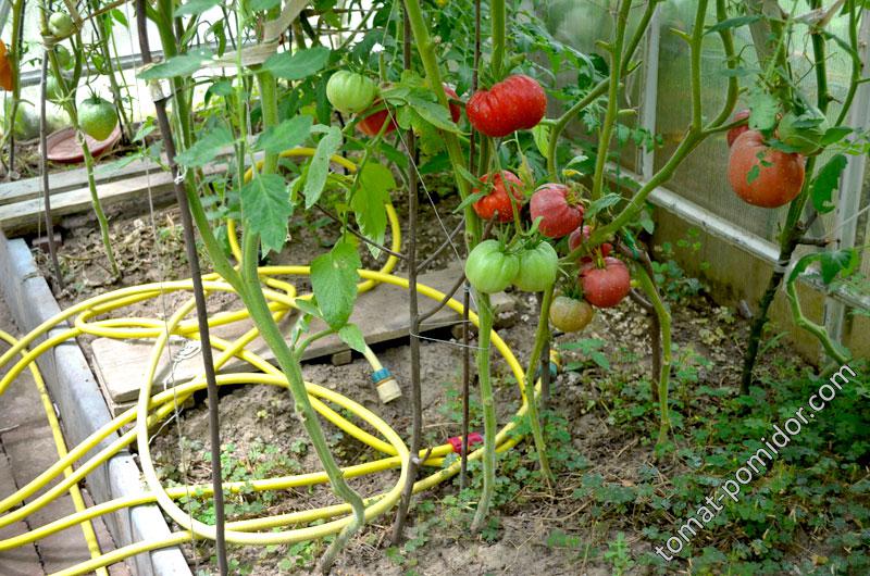 1 июля 2016г помидоры в теплице