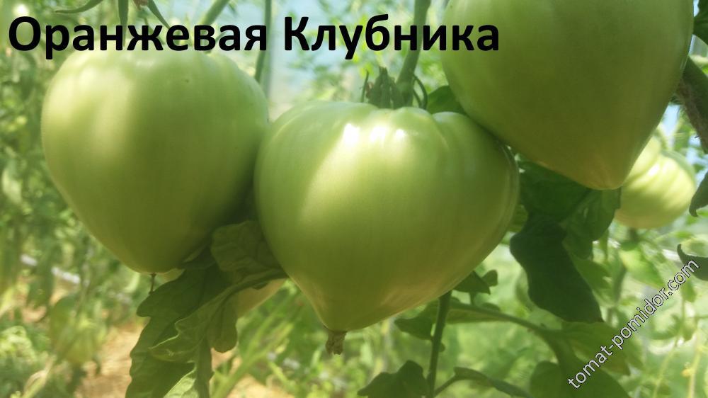 Оранжевая Клубника