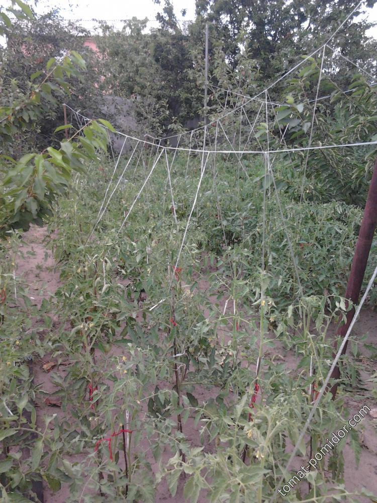 Аварийная подвязка томатов