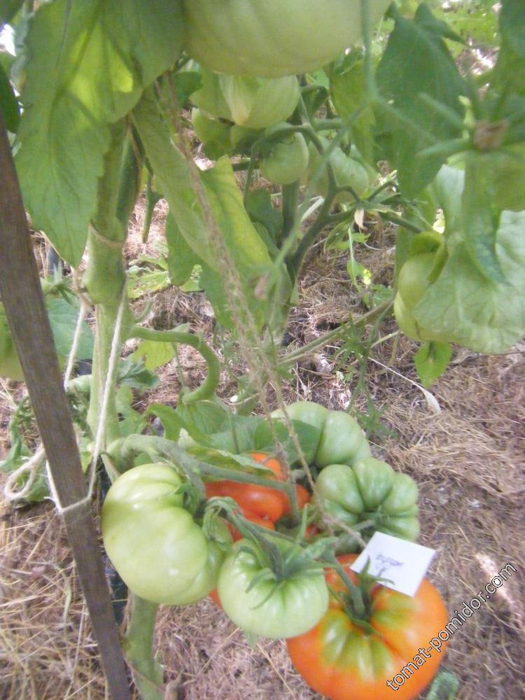 куум