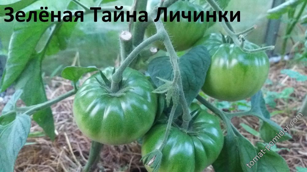 Зелёная Тайна Личинки