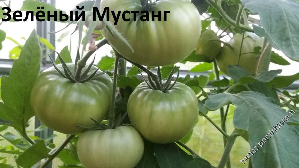 Зелёный Мустанг