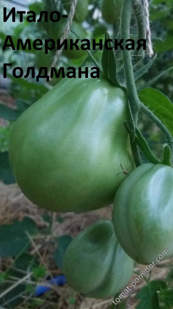 Итало-Американская Голдмана