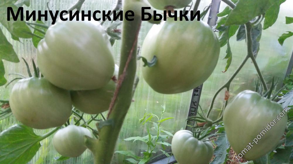 Минусинские Бычки