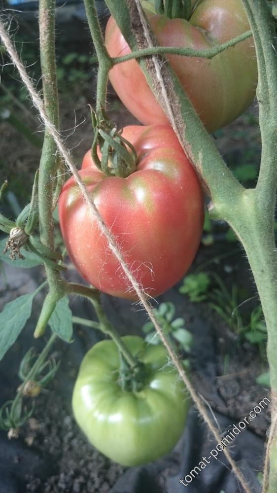 Миссис Шлаубах знаменитая клубника (Mrs. Schlaubaugh’s Famous Strawberry)