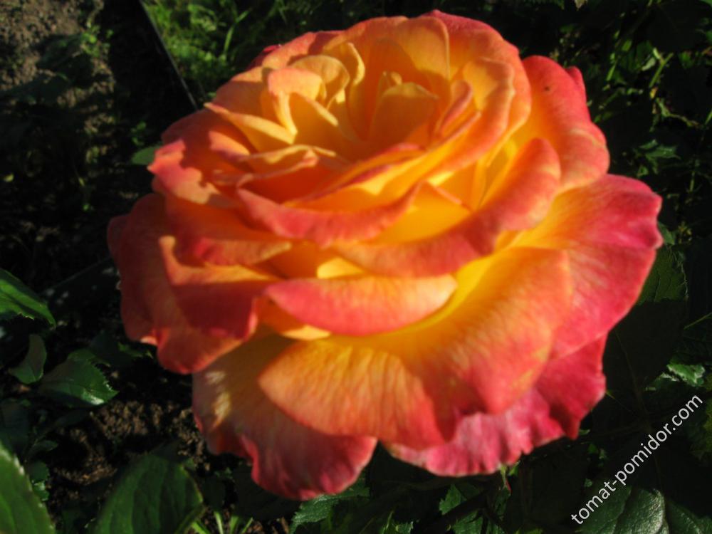 роза Gartenspass