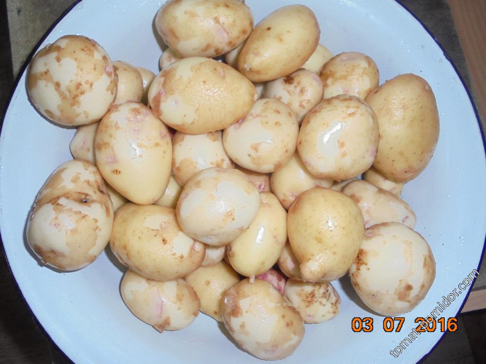 первая картошечка