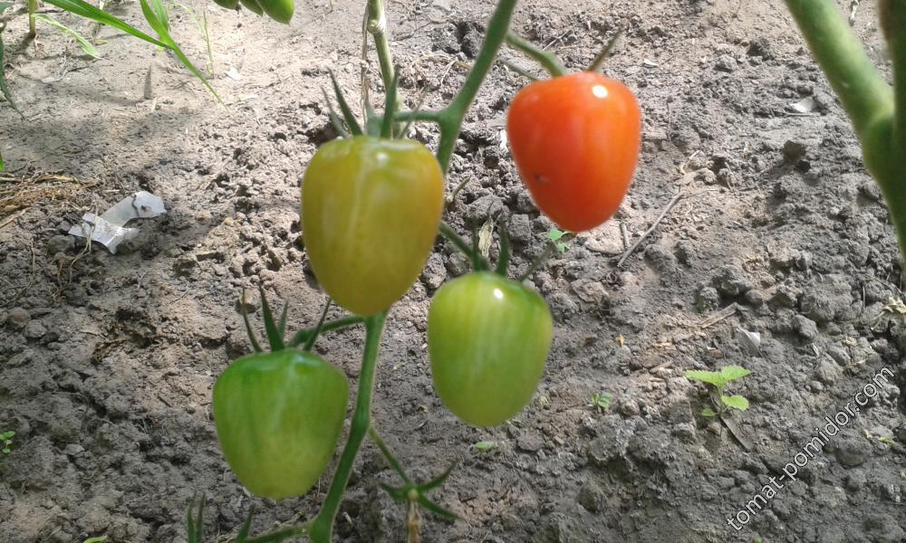 Клубничка / Tomatoberry