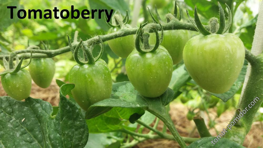 Tomatoberry