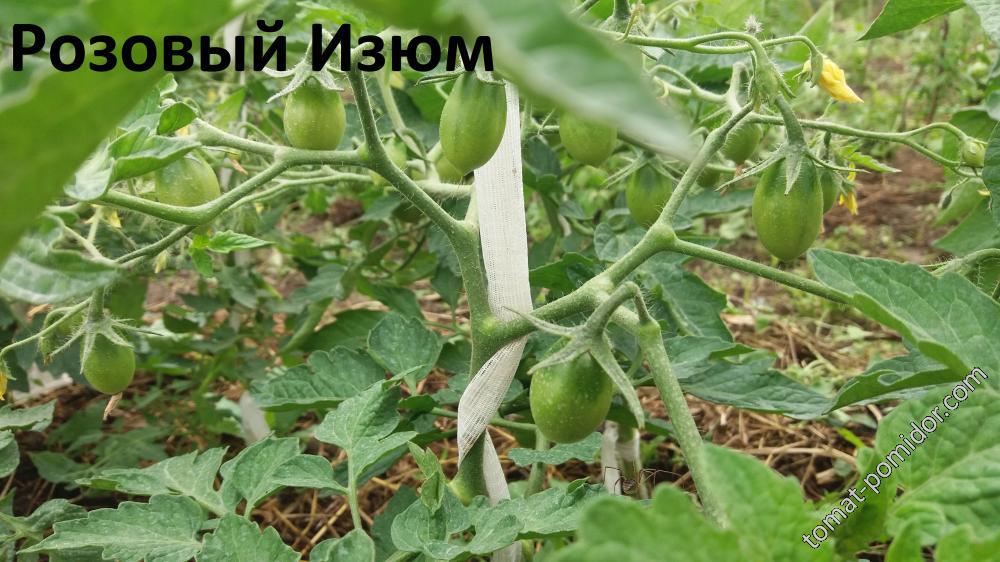 Розовый Изюм
