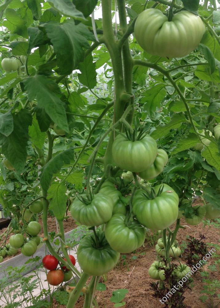 Оранжевая клубника 07.07