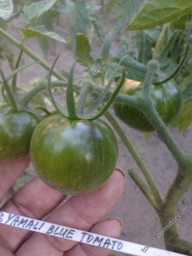 Yamali Blue Tomato
