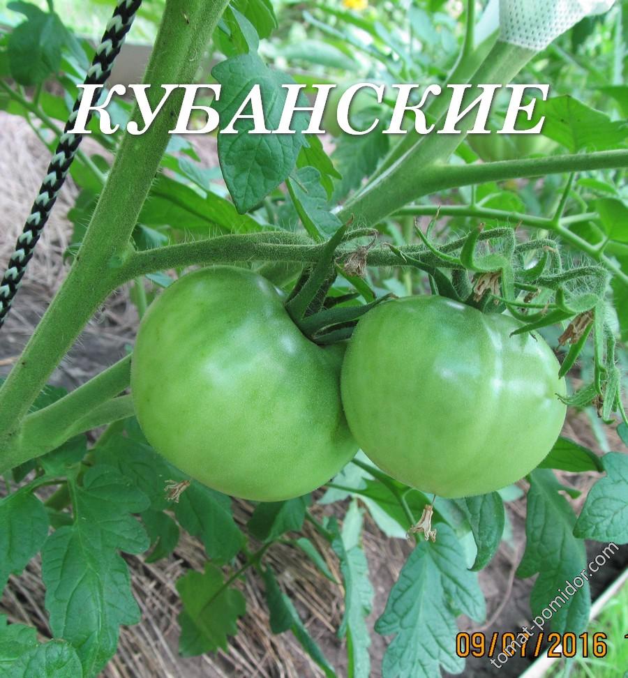 Томат "Кубанский"