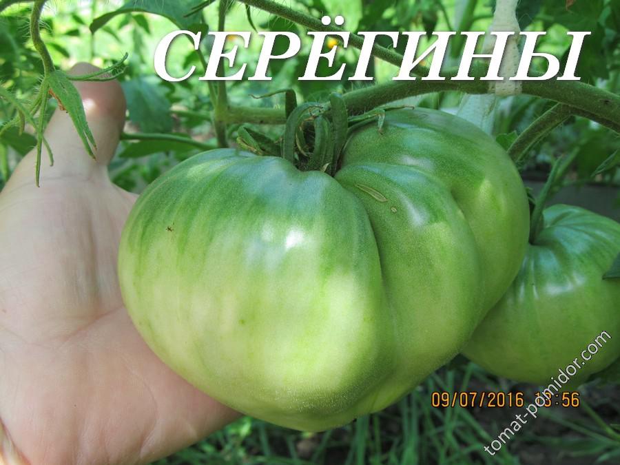 Томат "Серёгины"