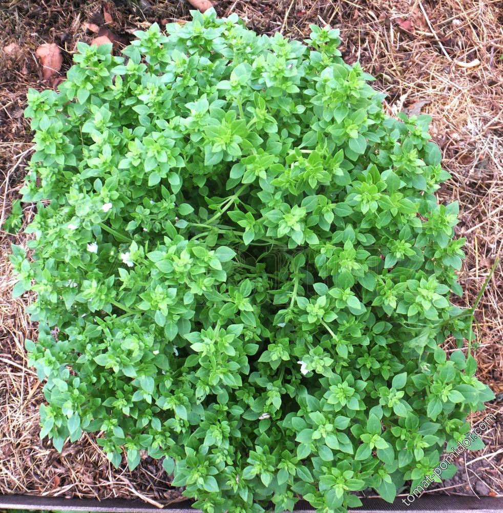 Greek Basil