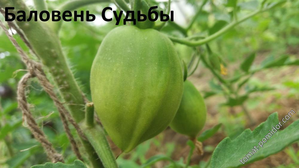 Баловень Судьбы