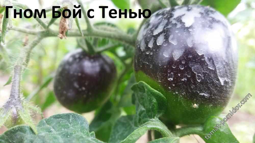 Гном Бой с Тенью