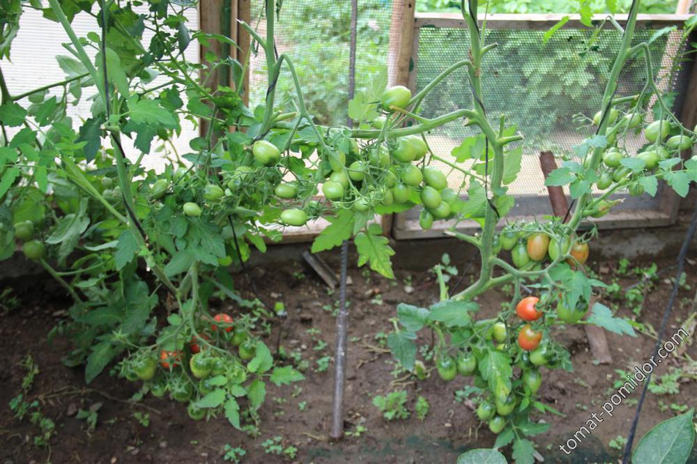 Урожайность чио чио сан. Томат Чио-Чио-Сан. Чио-Чио-Сан томат фото. Рассада Чио Чио Сан. Томат Чио Сан картинка.