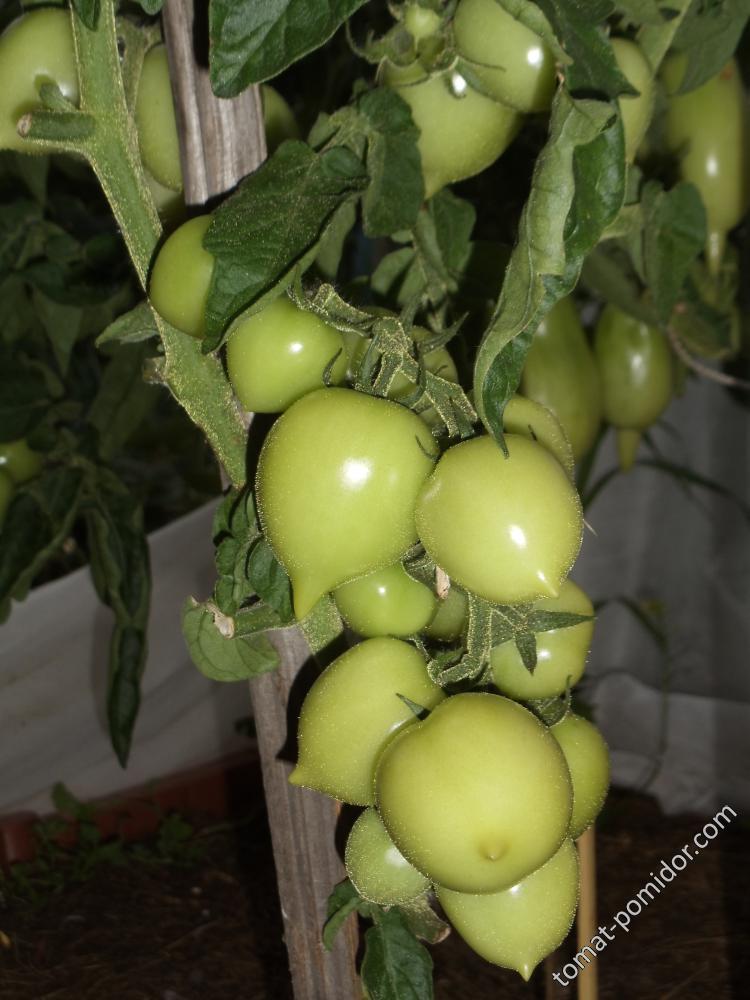 Утёнок от Веры (tomatinka)