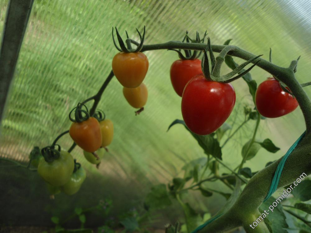 Черри Томатоберри (Tomatoberry)-08.07.16