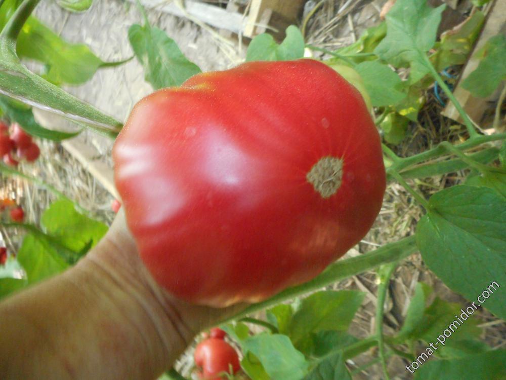 Украинская Елена - У — сорта томатов - tomat-pomidor.com - отзывы на форуме