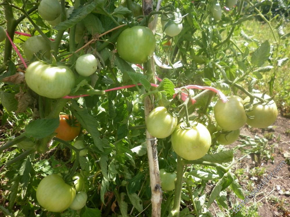 Сорт томата соседская