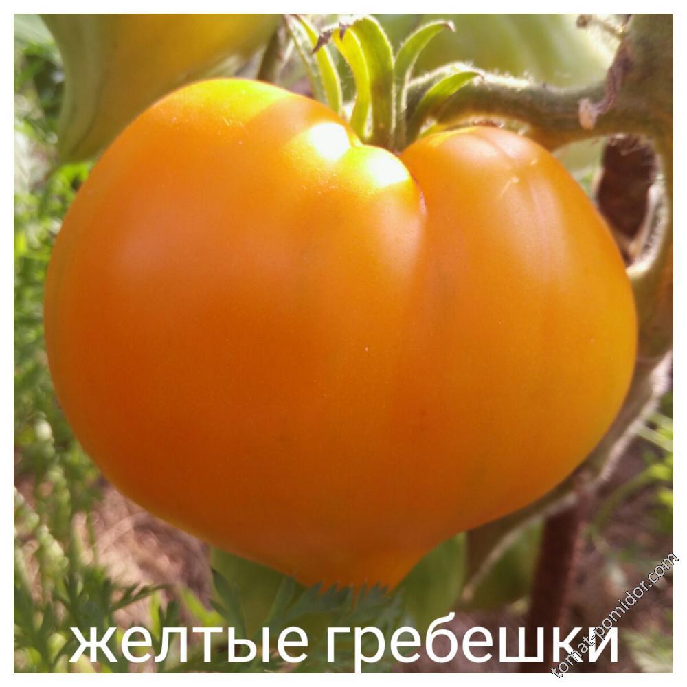 Желтые гребешки