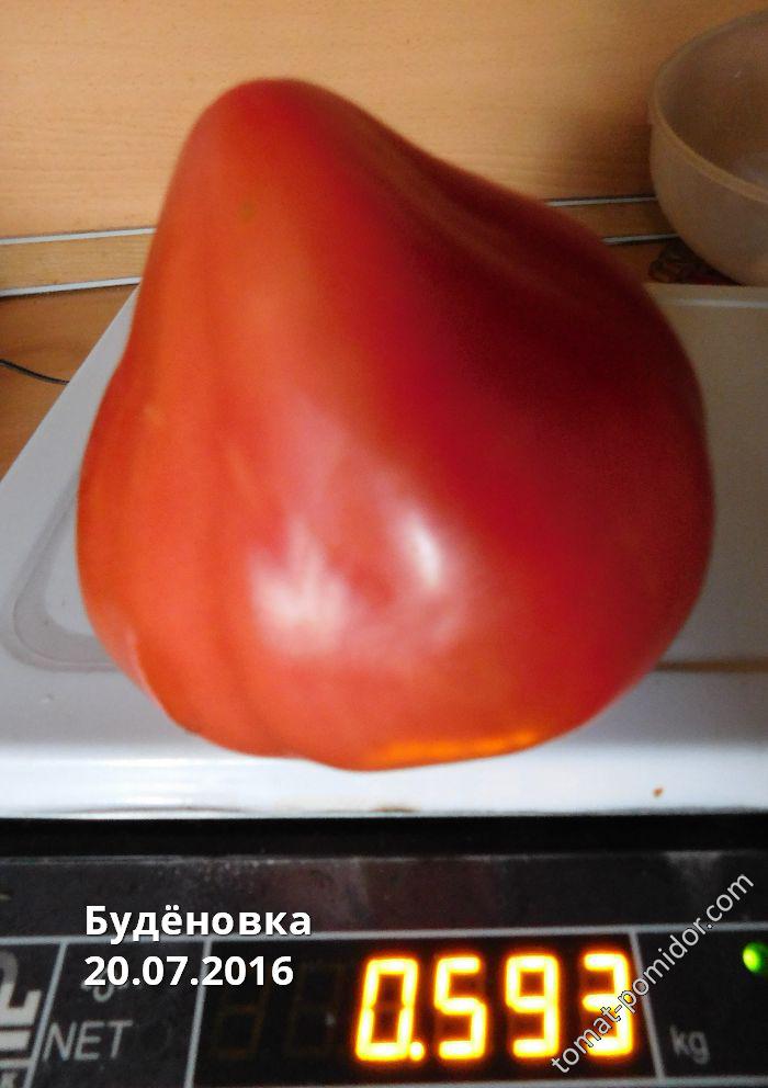 Будёновка (Семена Алтая)