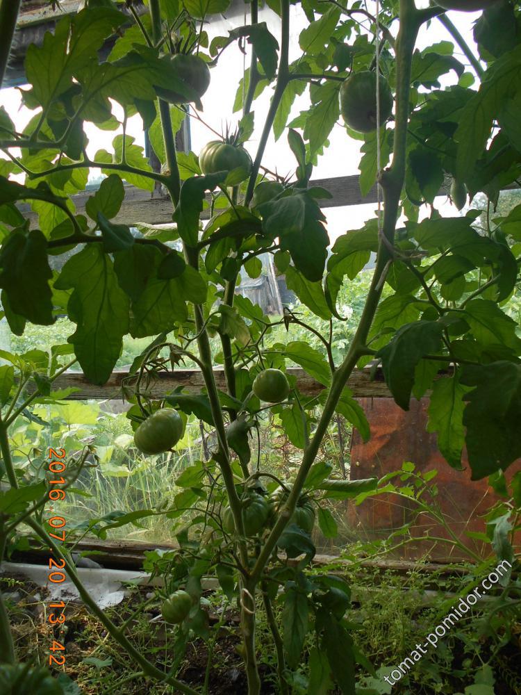 раздвоение кустов томатов