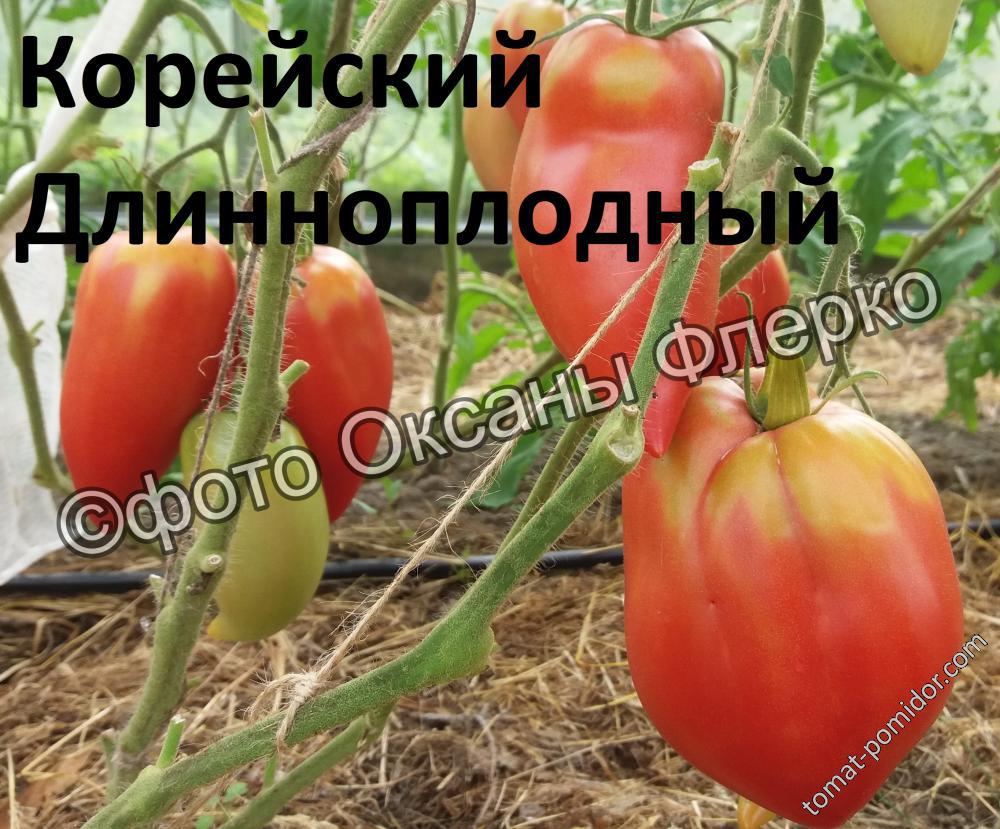 Корейский Длинноплодный