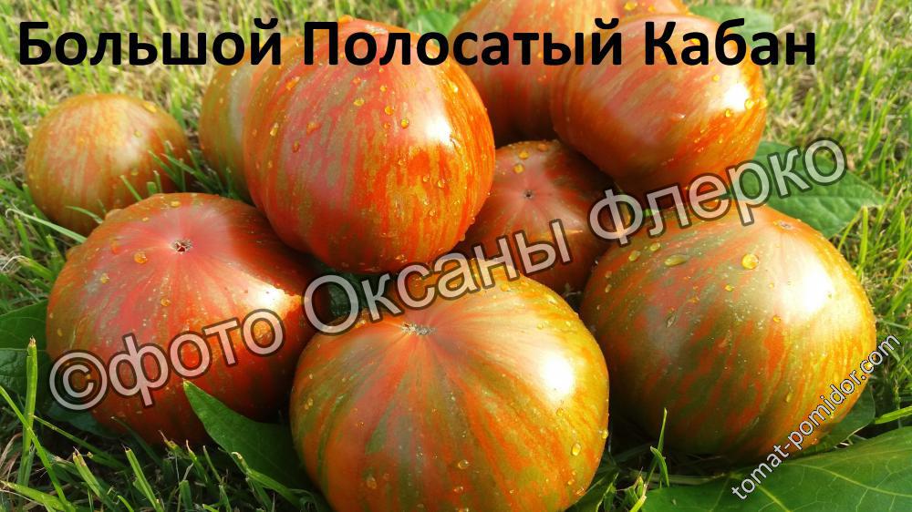 Большой Полосатый Кабан