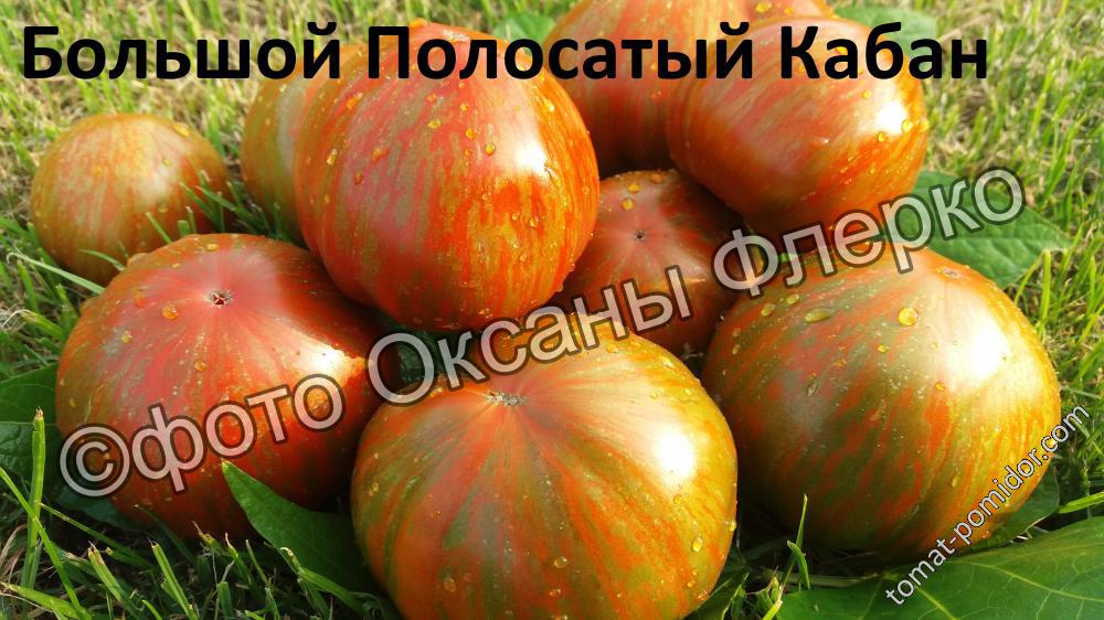 Большой Полосатый Кабан