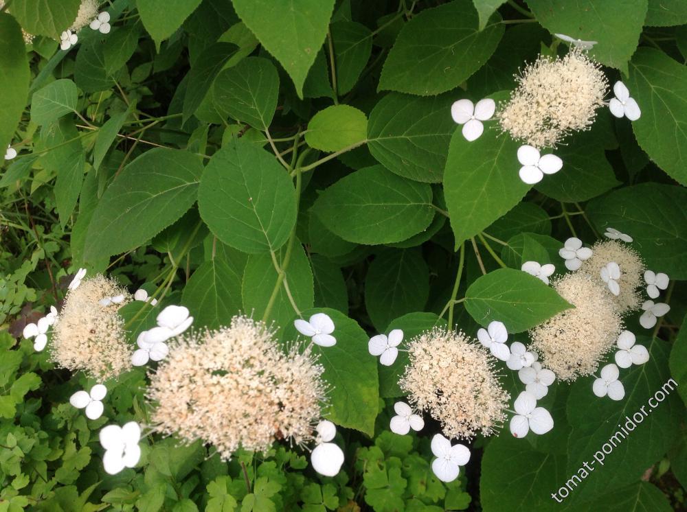 Гортензия древовидная White Doom