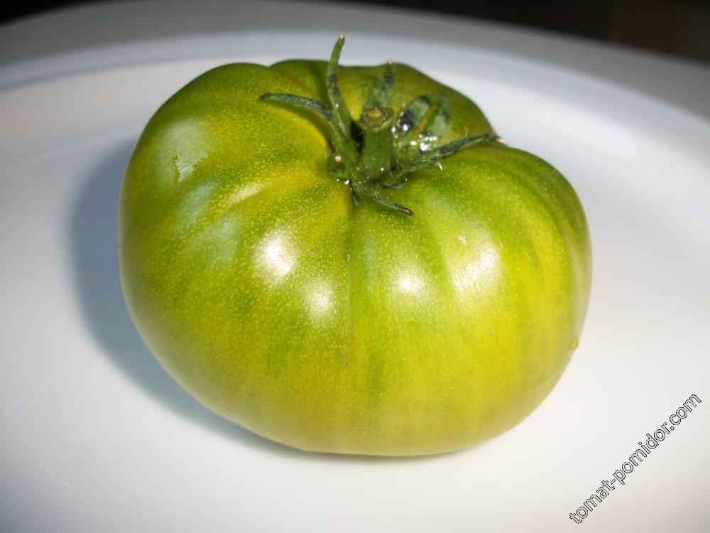 томат Зеленая тайна личинки