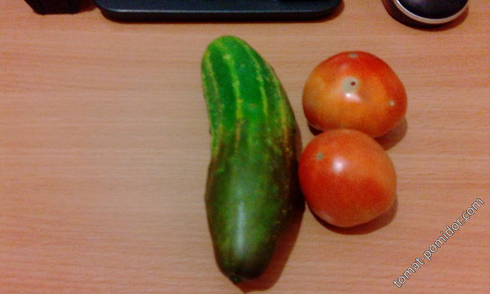 Огурец на семена, томаты случайно упали ( куст завалился).