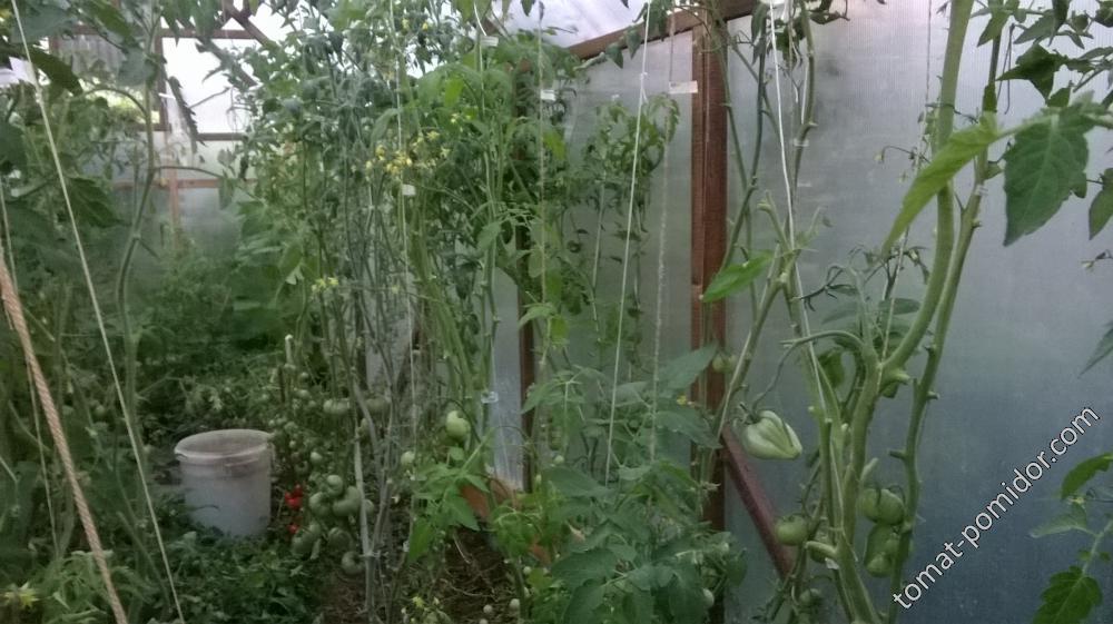 нападение фиты на новую теплицу
