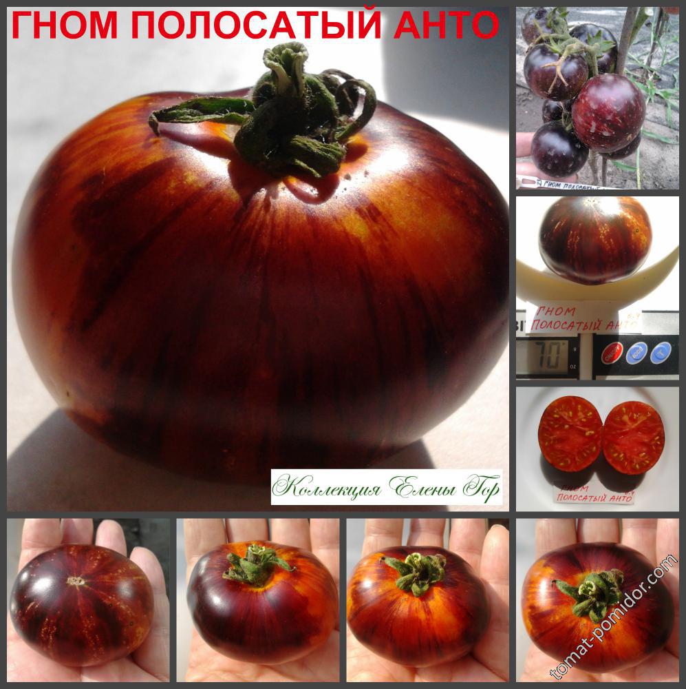 ГНОМ ПОЛОСАТЫЙ АНТО (Dwarf Striped Antho)