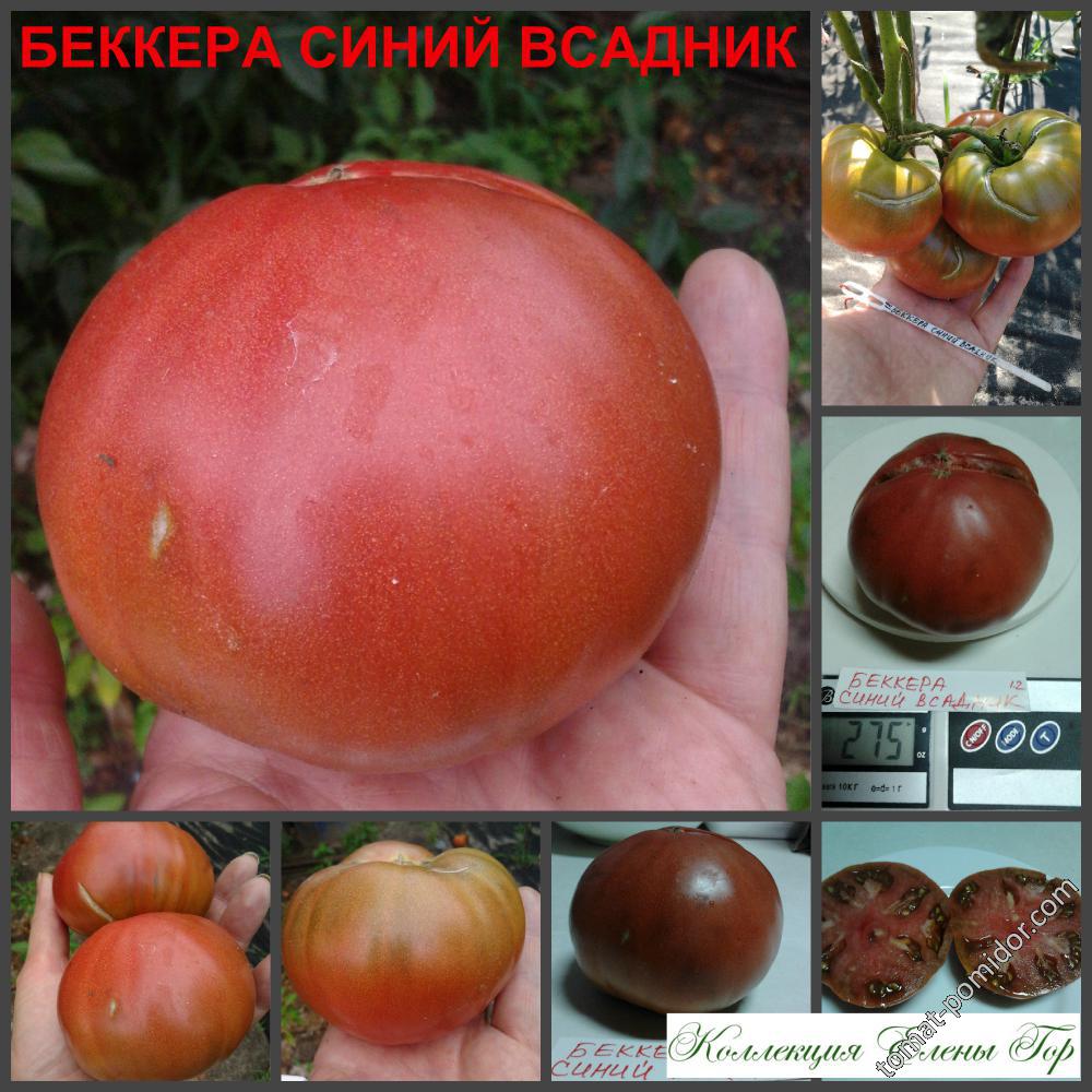 Беккера синий всадник