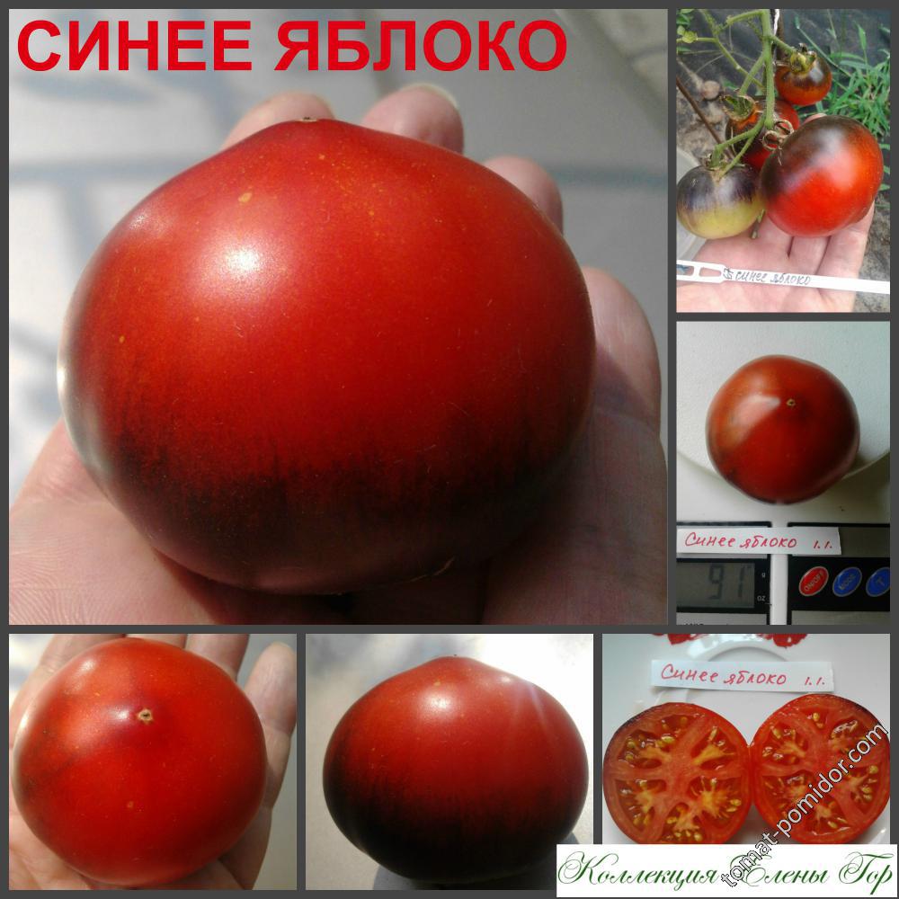 Синее яблоко