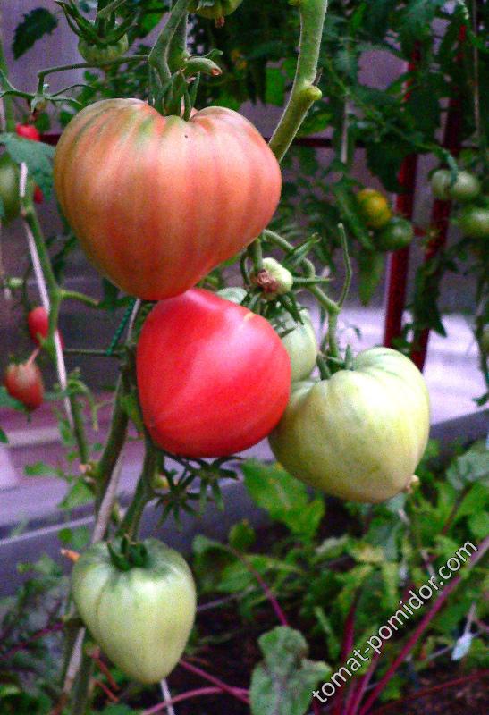 Миссис Шлаубах знаменитая клубника  (Mrs. Schlaubaugh’s Famous Strawberry)