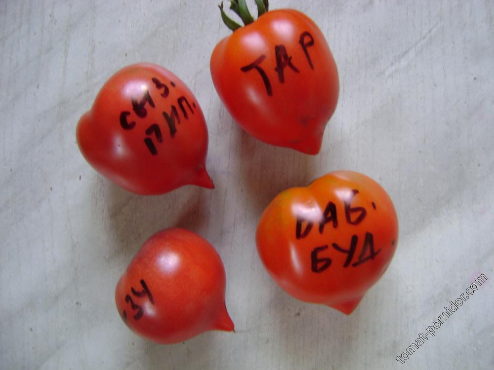 томаты с носиком
