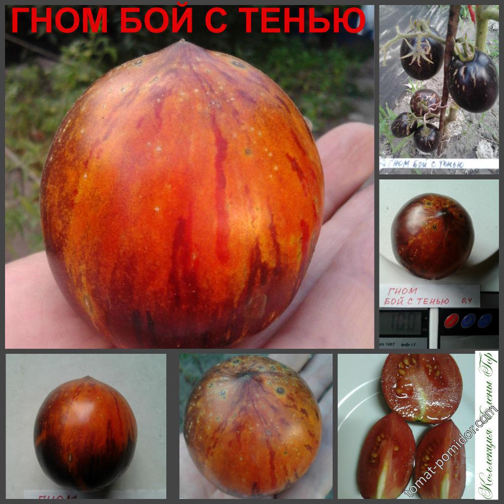 ГНОМ БОЙ С ТЕНЬЮ  (DWARF SHADOW BOXING)
