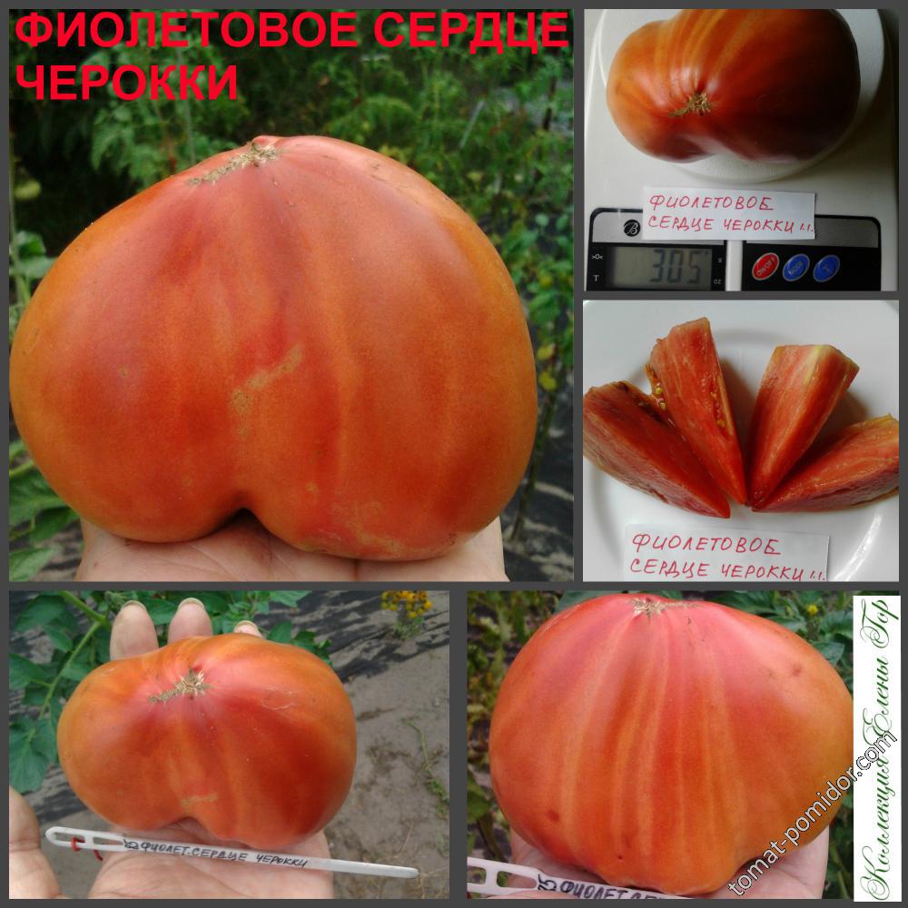 Фиолетовое сердце черокки