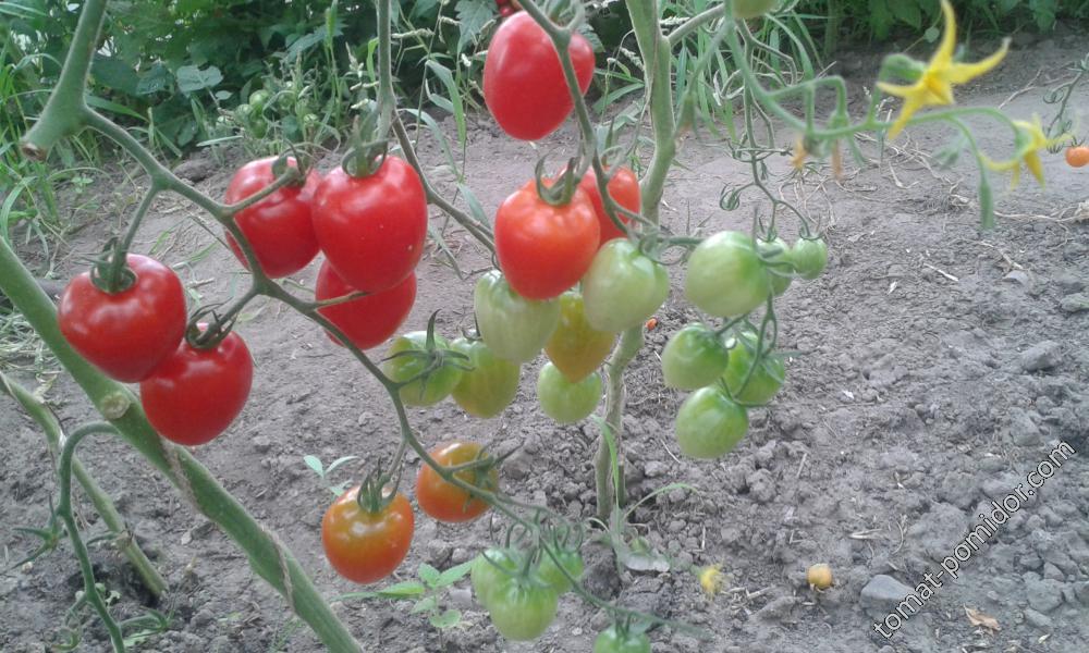 Tomatoberry