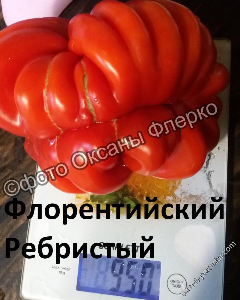 Флорентийский Ребристый