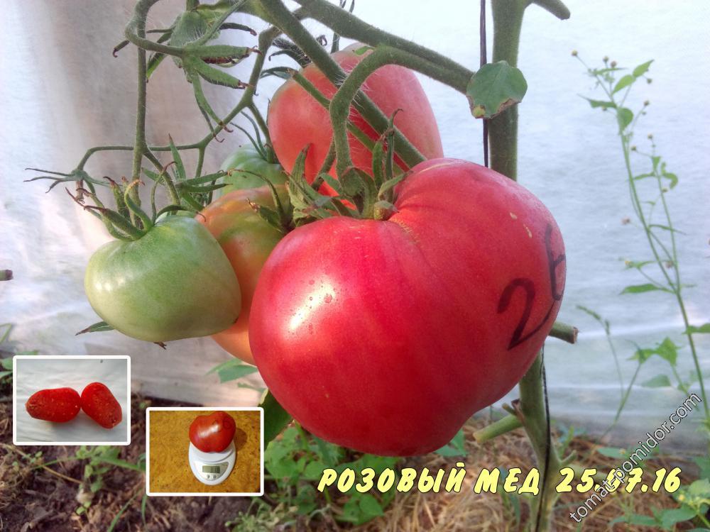 томаты 2016