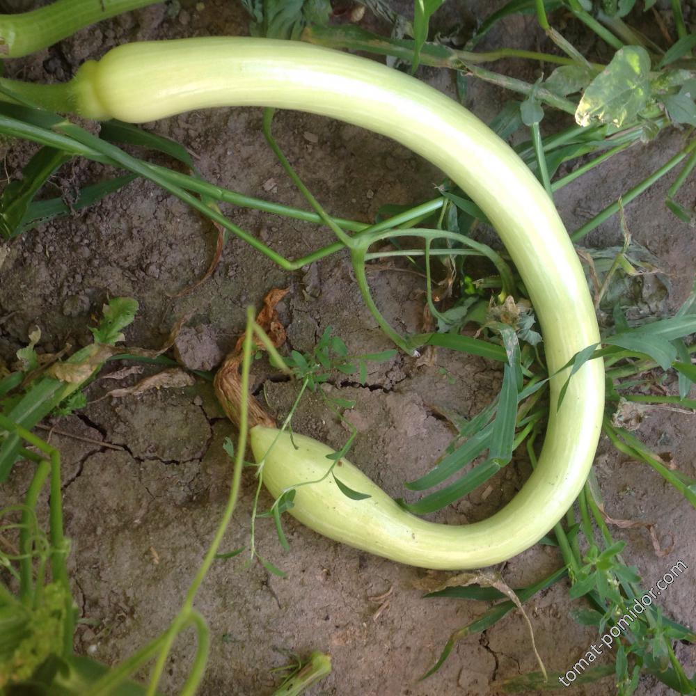 Zucchino Rampicante Squash