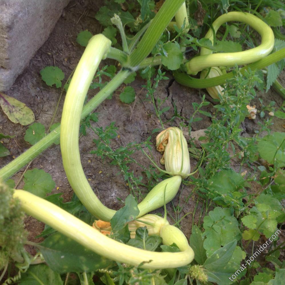 Zucchino Rampicante Squash